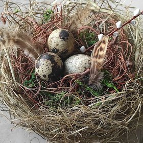Natura Nest mit Wachteleiern