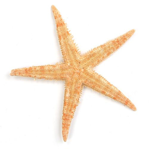 Seestern 8 cm, 6 Stck