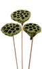 Lotos am Stäbchen gefärbt Durchmesser 6-8 cm 6 Stck olivgrün