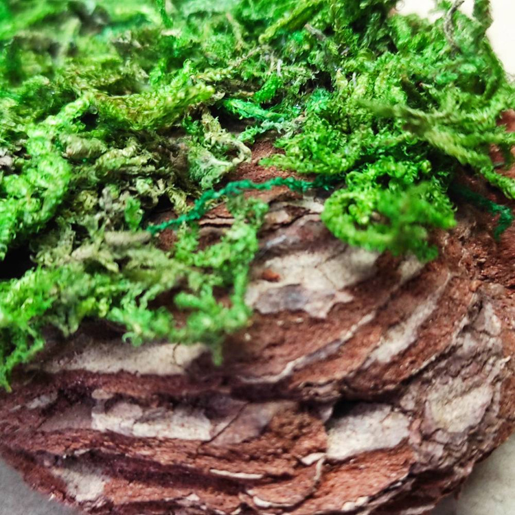 Dried bark decorated with moss-5-7 pieces