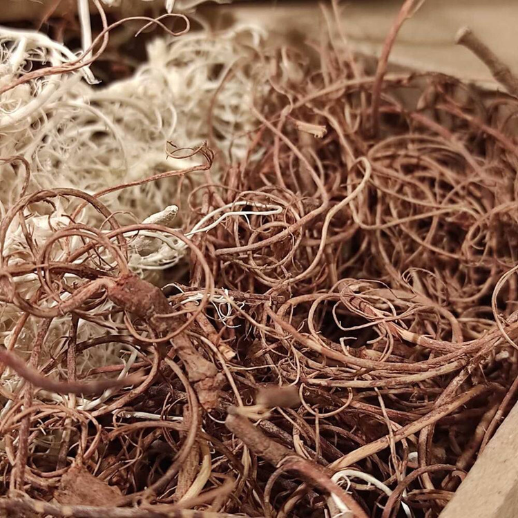 Curled moss, 30 g, natural