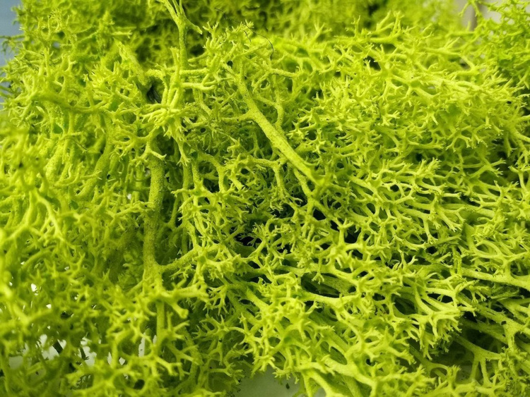  Chrobotek Mech Zielony reniferowy 50g naturalny  - norweski islandzki preparowany skandynawski - dekoracja ściany - spring green